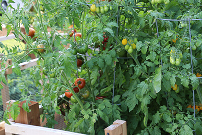 Tomato plants with ripe tomatoes